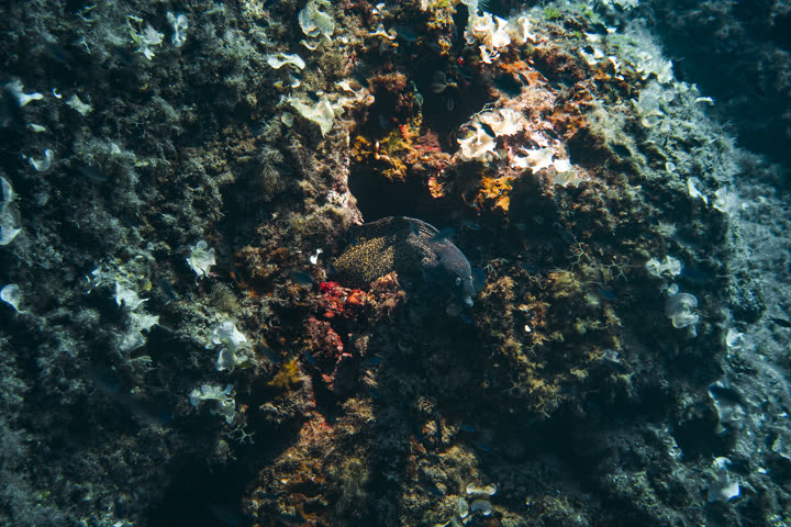 Murena mimetizzata nella roccia, primo piano di fauna del Mediterraneo