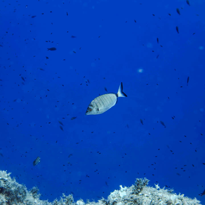 Pesce solitario in acque blu profondo, Mar Mediterraneo