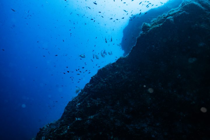 Parete rocciosa con banco di pesci controluce, Mar Mediterraneo