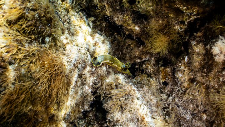 Nudibranco su roccia, dettaglio macro della fauna del Mediterraneo