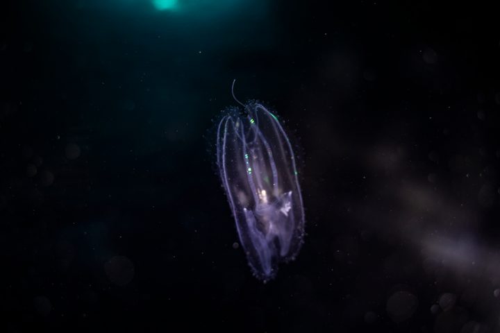 Medusa bioluminescente in acque scure, Mar Mediterraneo