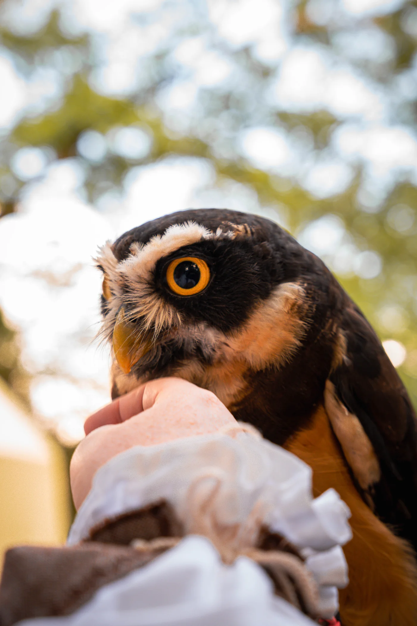 Falconeria storica — un rapace in volo